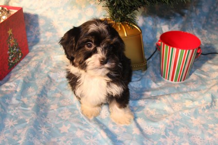 havanese-puppies